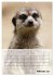 Erdmännchen - Afrikas liebenswerte... - Bild 8