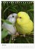 Wellensittichküken (Tischkalender 2026... - Bild 12