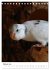 Wellensittichküken (Tischkalender 2026... - Bild 8