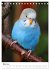 Wellensittichküken (Tischkalender 2026... - Bild 9