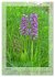 Deutschlands wilde Orchideen... - Bild 11