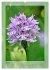 Deutschlands wilde Orchideen... - Bild 13