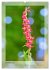 Deutschlands wilde Orchideen... - Bild 4