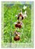Deutschlands wilde Orchideen... - Bild 8