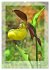 Deutschlands wilde Orchideen... - Bild 10