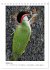 Spechte (Tischkalender 2026 DIN A5... - Bild 7
