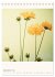 Blumige Fotomalerei (Tischkalender 2026... - Bild 15