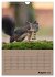Eichhörnchen - Planer (Wandkalender... - Bild 14