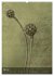 Naturmelancholie 2026 (Wandkalender... - Bild 11