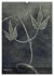 Naturmelancholie 2026 (Wandkalender... - Bild 14
