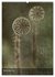 Naturmelancholie 2026 (Wandkalender... - Bild 15