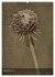 Naturmelancholie 2026 (Wandkalender... - Bild 5
