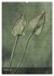 Naturmelancholie 2026 (Wandkalender... - Bild 8