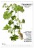 Heilpflanzen (Wandkalender 2026 DIN A3... - Bild 11