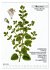 Heilpflanzen (Wandkalender 2026 DIN A3... - Bild 12