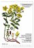 Heilpflanzen (Wandkalender 2026 DIN A3... - Bild 3