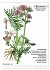 Heilpflanzen (Wandkalender 2026 DIN A3... - Bild 4