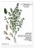 Heilpflanzen (Wandkalender 2026 DIN A3... - Bild 5