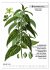 Heilpflanzen (Wandkalender 2026 DIN A3... - Bild 7