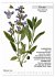 Heilpflanzen (Wandkalender 2026 DIN A3... - Bild 8