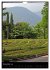 Am Gardasee (Wandkalender 2026 DIN A4... - Bild 5
