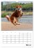 Australian Shepherd (Wandkalender 2026... - Bild 11