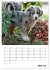 Australian Shepherd (Wandkalender 2026... - Bild 12