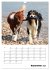 Australian Shepherd (Wandkalender 2026... - Bild 15