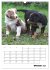 Australian Shepherd (Wandkalender 2026... - Bild 3
