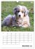Australian Shepherd (Wandkalender 2026... - Bild 5