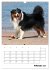 Australian Shepherd (Wandkalender 2026... - Bild 8