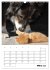 Australian Shepherd (Wandkalender 2026... - Bild 9