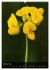 Alpenblumen 2026 (hochwertiger Premium... - Bild 2