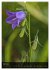Alpenblumen 2026 (hochwertiger Premium... - Bild 11