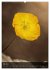 Alpenblumen 2026 (hochwertiger Premium... - Bild 12