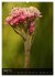 Alpenblumen 2026 (hochwertiger Premium... - Bild 13