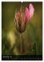 Alpenblumen 2026 (hochwertiger Premium... - Bild 14