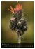 Alpenblumen 2026 (hochwertiger Premium... - Bild 3
