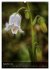 Alpenblumen 2026 (hochwertiger Premium... - Bild 4