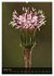 Alpenblumen 2026 (hochwertiger Premium... - Bild 6