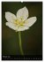 Alpenblumen 2026 (hochwertiger Premium... - Bild 7