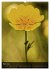Alpenblumen 2026 (hochwertiger Premium... - Bild 8