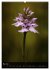 Alpenblumen 2026 (hochwertiger Premium... - Bild 10
