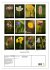 Alpenblumen 2026 (Wandkalender 2026 DIN... - Bild 6