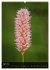Alpenblumen 2026 (Wandkalender 2026 DIN... - Bild 10