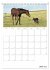Fohlen und Jungpferde (Tischkalender... - Bild 13