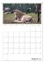 Fohlen und Jungpferde (Tischkalender... - Bild 14