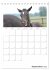 Fohlen und Jungpferde (Tischkalender... - Bild 15