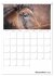 Fohlen und Jungpferde (Tischkalender... - Bild 5