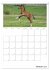 Fohlen und Jungpferde (Tischkalender... - Bild 7